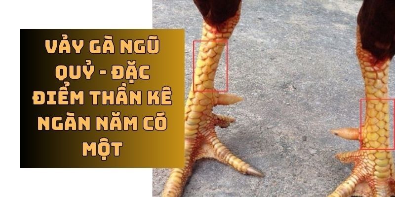 Đánh giá ưu điểm nổi bật của những con gà ngũ quỷ